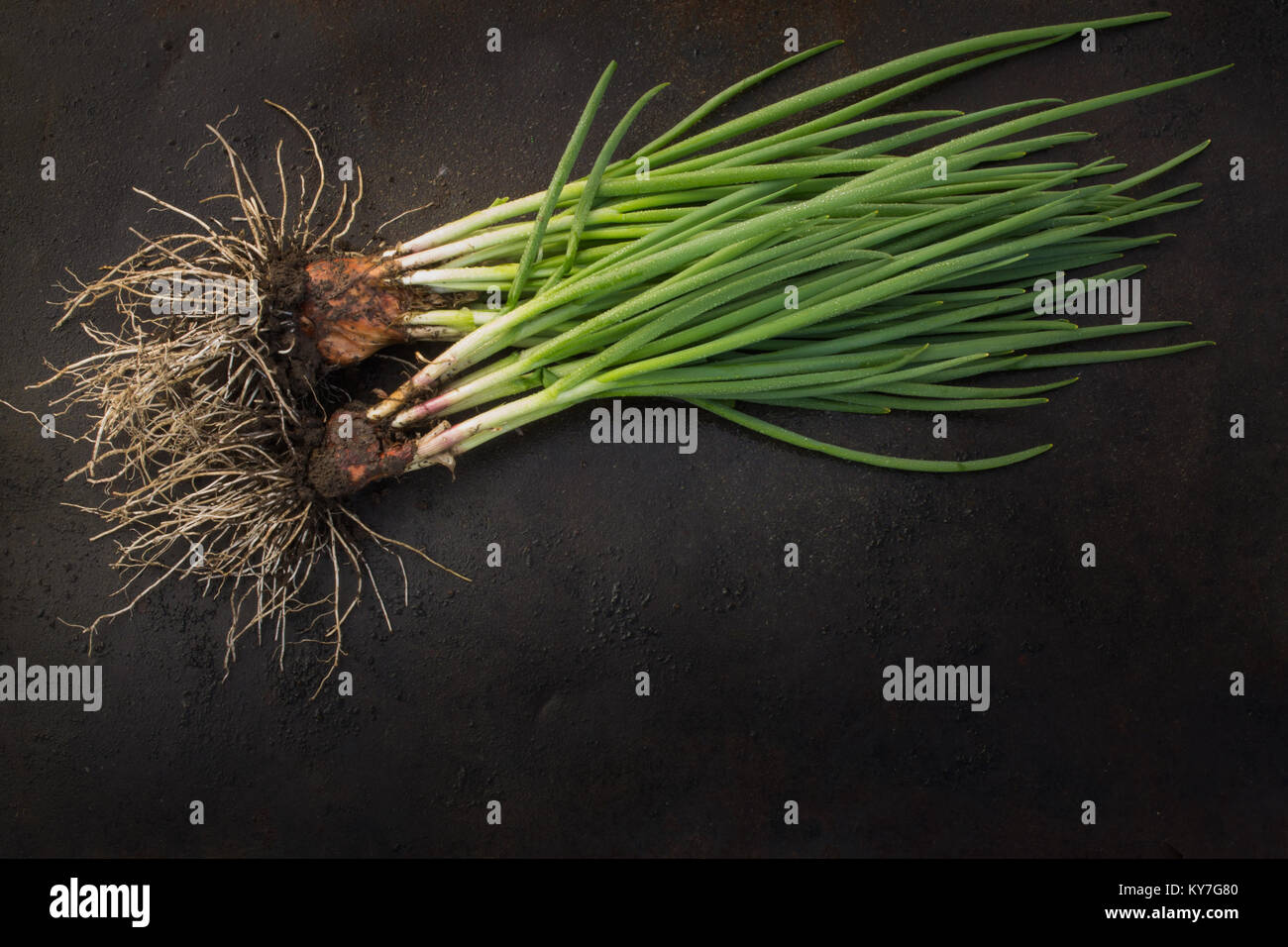 Cipollotti freschi con radici sparse su un dark grunge sfondo di metallo. Foto di blackout. Foto Stock