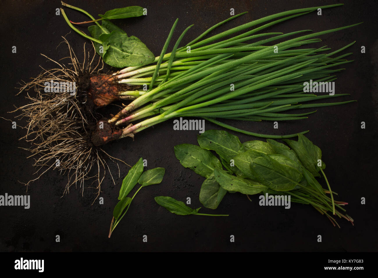 Cipollotti freschi con root e sorrel sparsi su un dark grunge sfondo di metallo. Foto di blackout. Foto Stock
