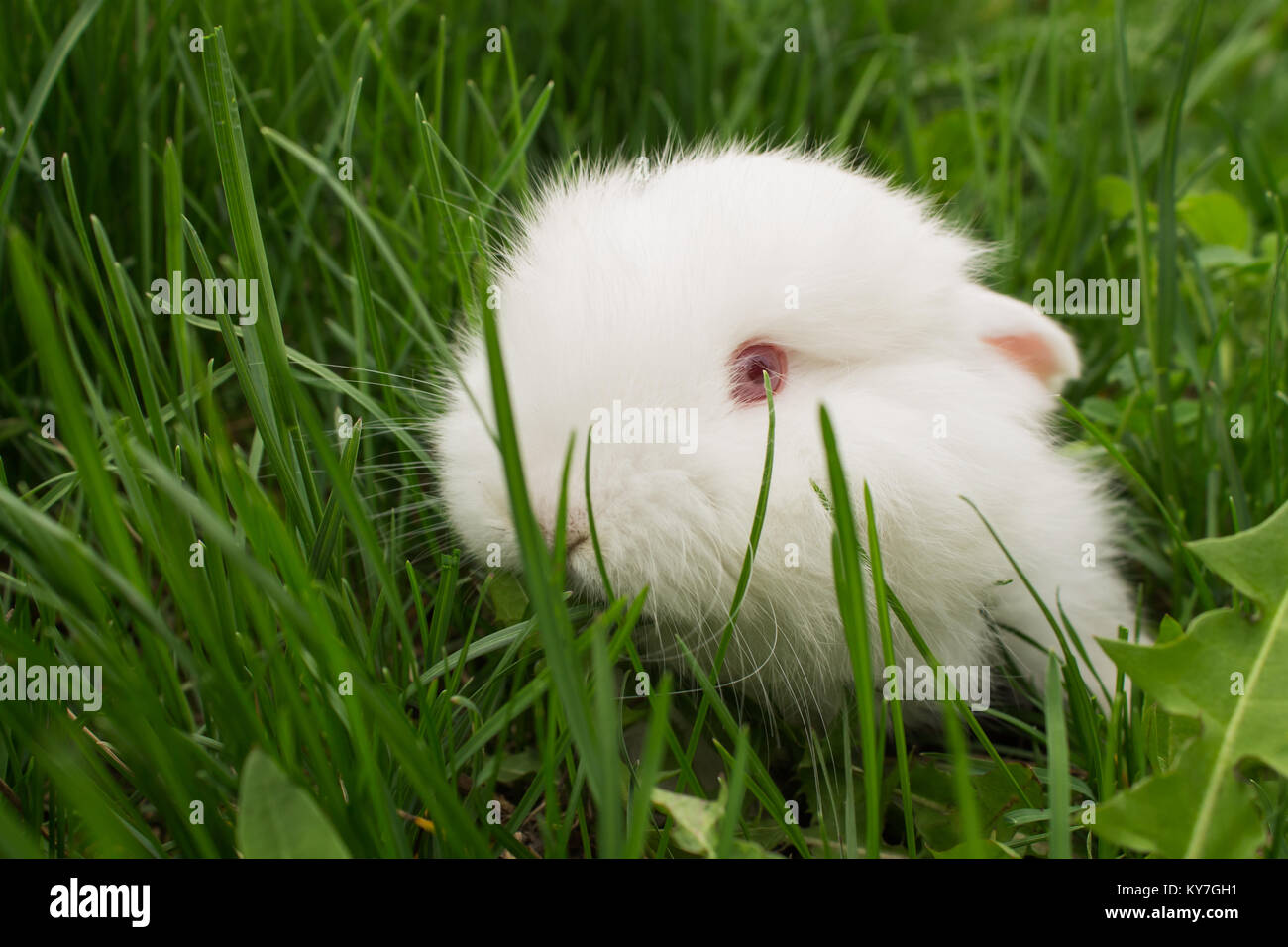 Bianco di coniglio bambino closeup sull'erba verde. Insolita angolazione della telecamera Foto Stock