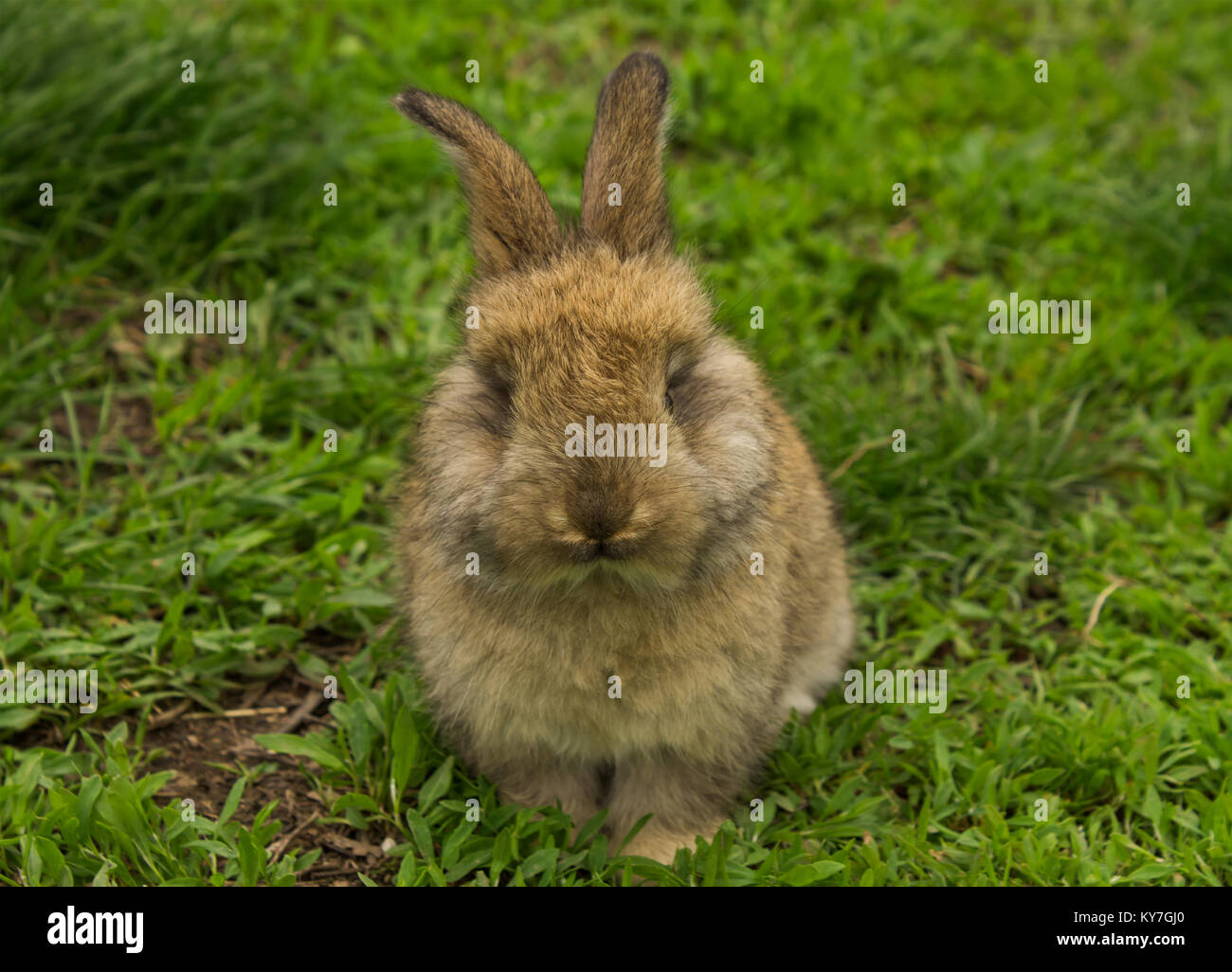 Grigio coniglio piccolo closeup seduto nell'erba. Bunny. foto composta di due immagini. Foto Stock