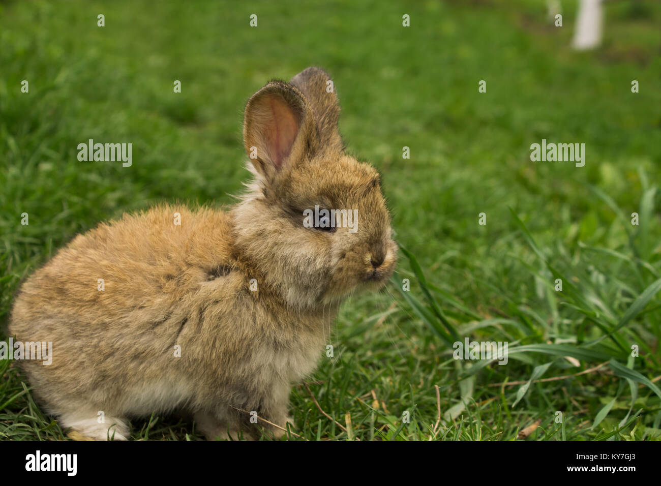 Grigio poco closeup coniglio in piedi in erba. Bunny Foto Stock