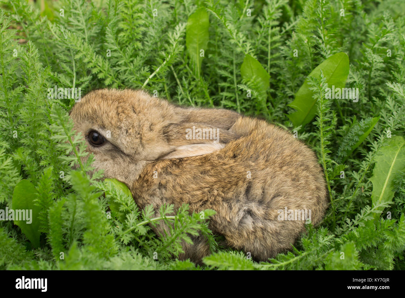 Grigio coniglio poco closeup nell'erba. Bunny Foto Stock