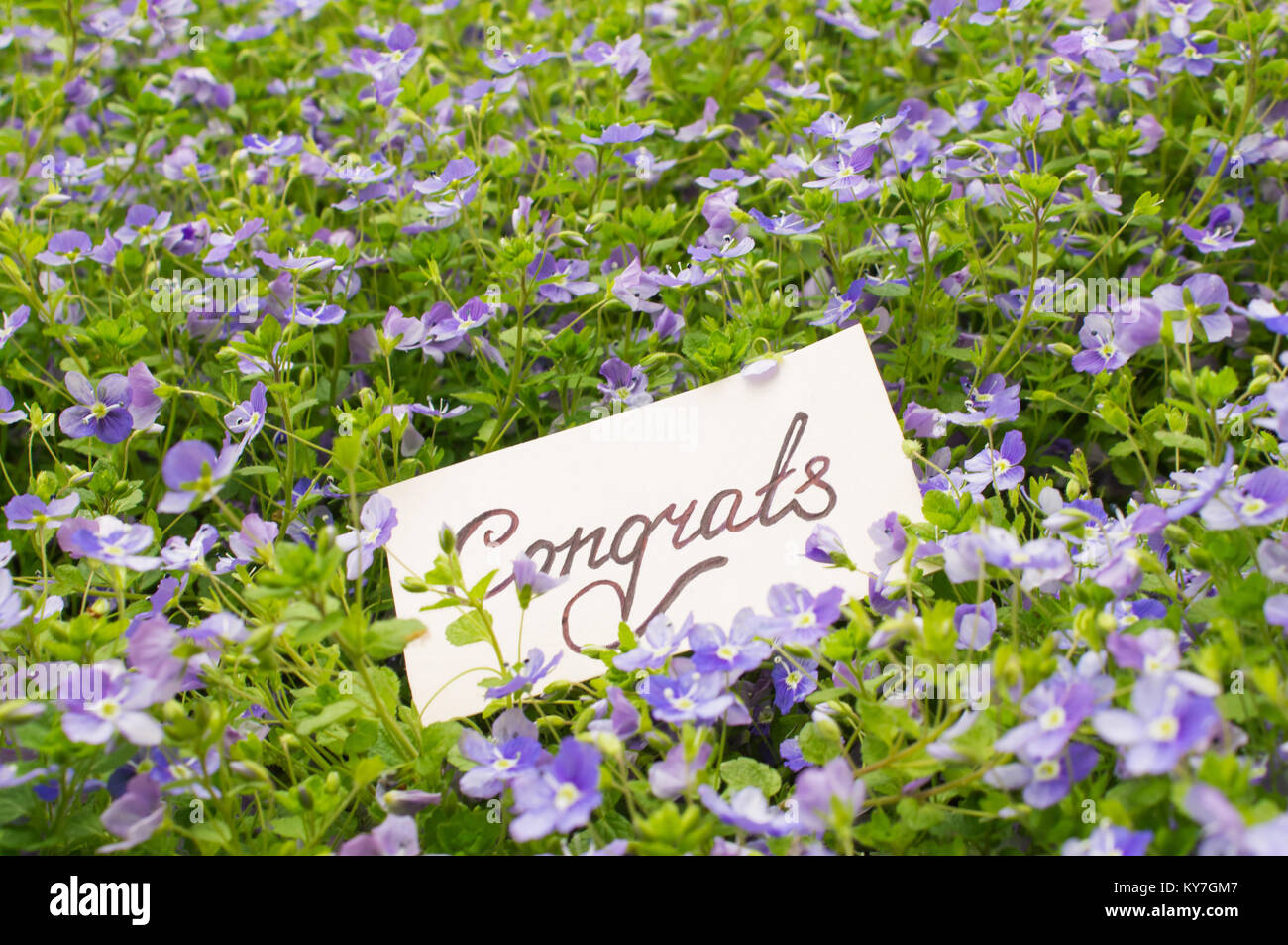 Scheda con il testo scritto a mano - Congrats su uno sfondo di piccoli fiori blu con foglie Foto Stock