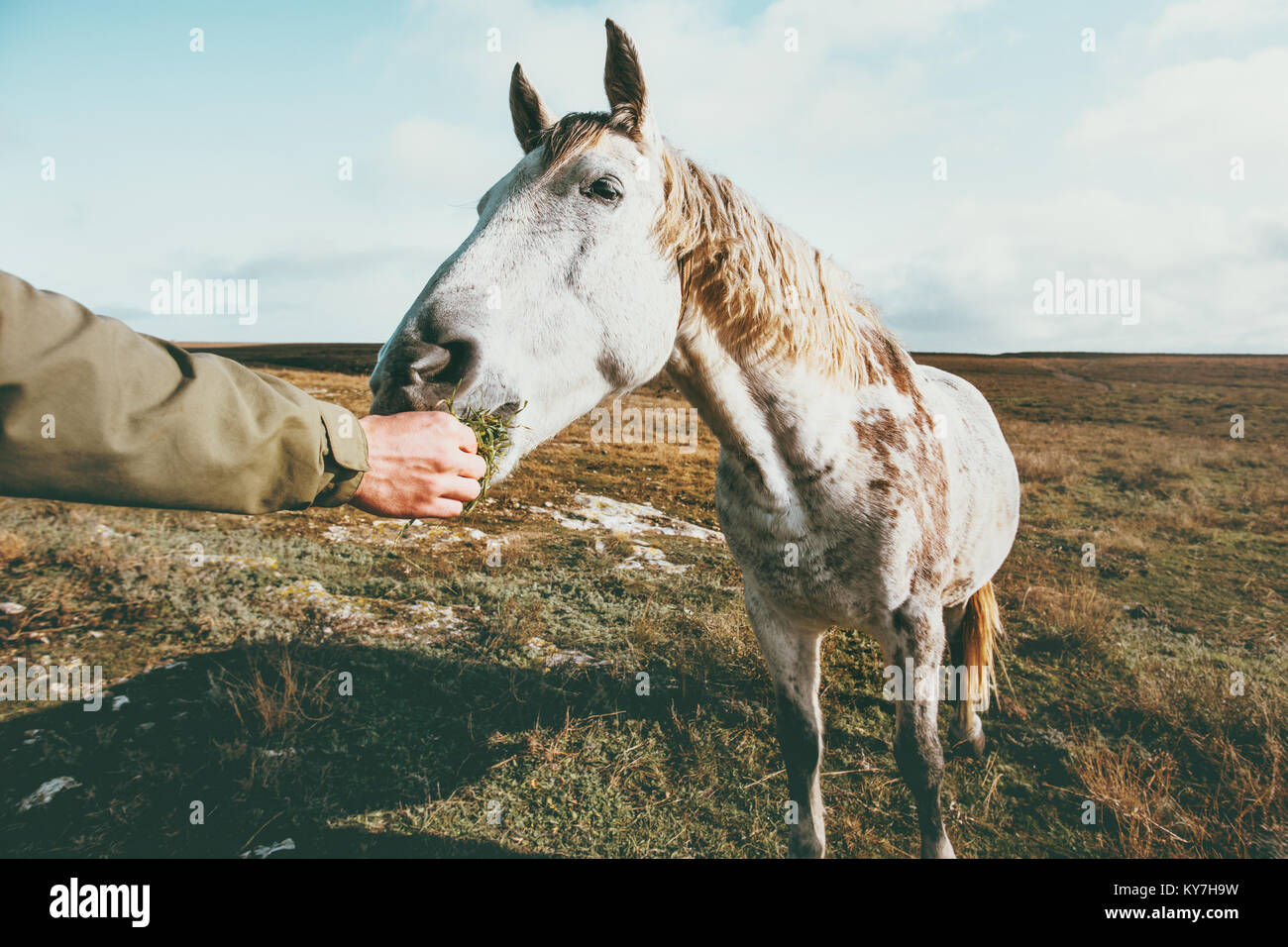 Man mano alimentazione cavallo bianco stile di vita animale e persone amicizia concetto di viaggio Foto Stock