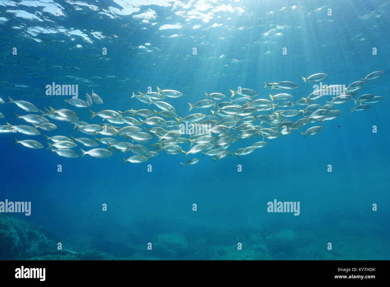 Scuola di pesce con la luce del sole attraverso la superficie subacquea nel mare Mediterraneo, orate Sarpa salpa, Sicilia, Trapani, Italia Foto Stock