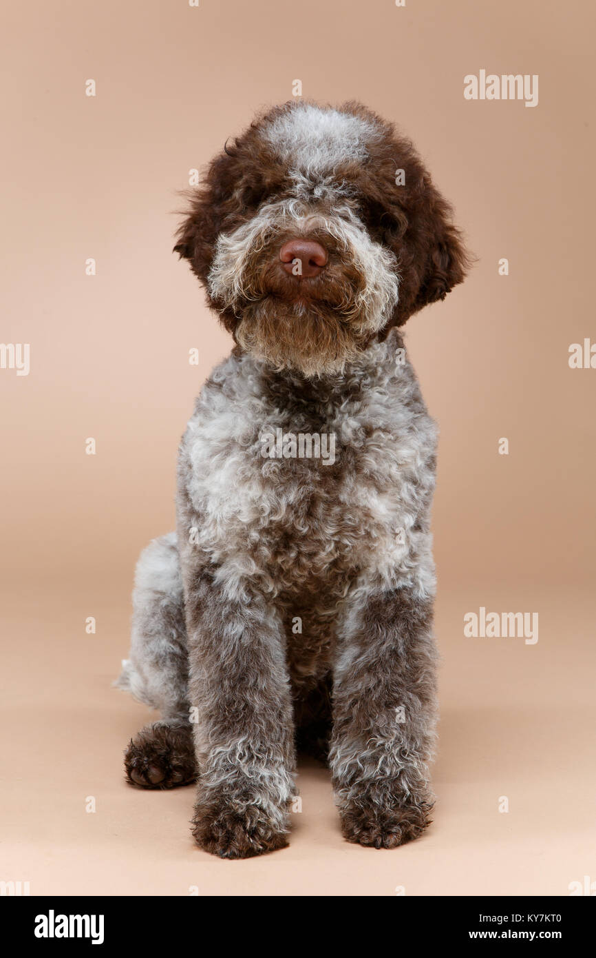 Bella fluffy Lagotto Romagnolo cucciolo di cane. studio shot su sfondo  marrone. copia di spazio Foto stock - Alamy