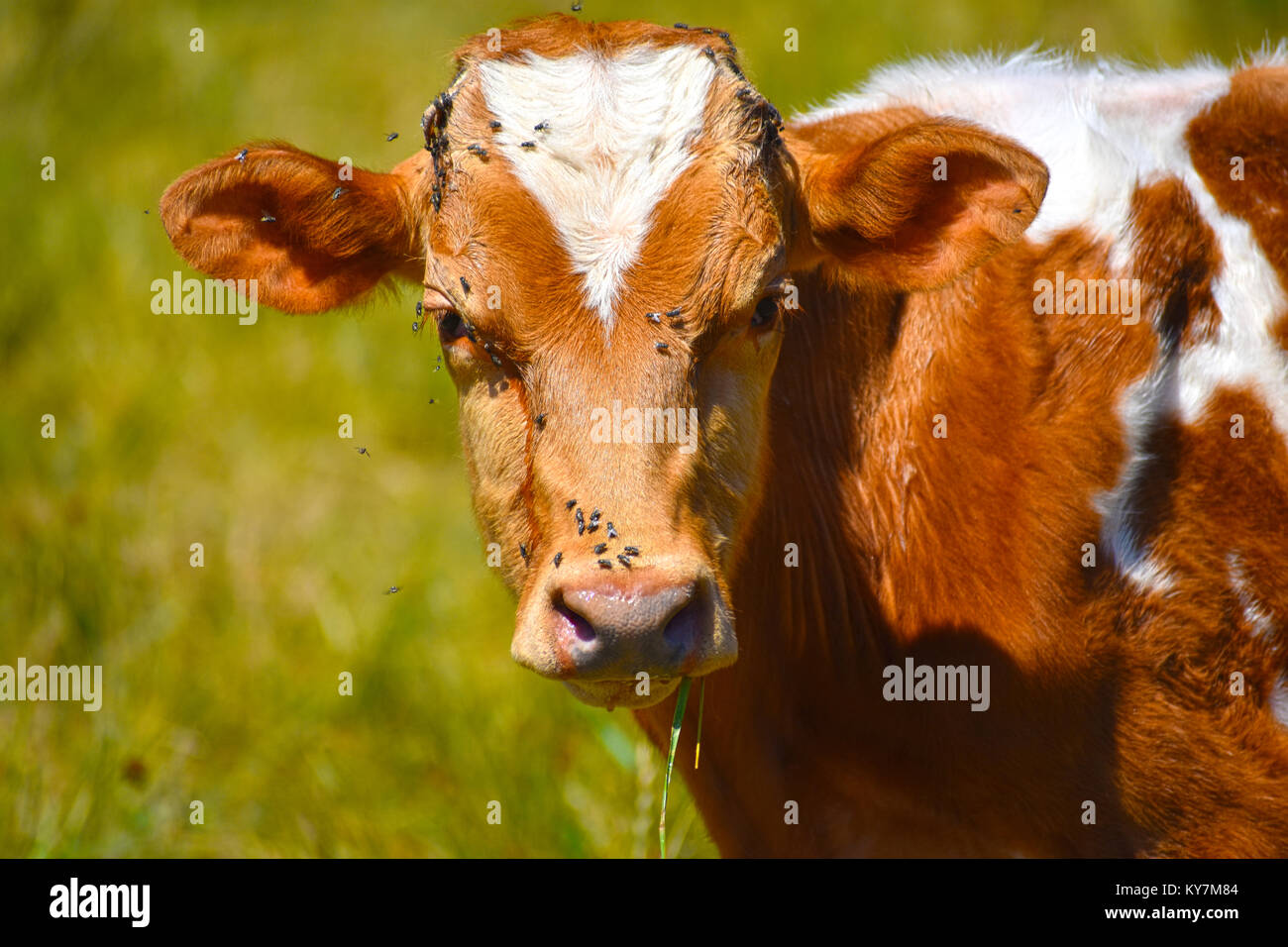 Vola in tutto il volto di un marrone e bianco mucca. Le mosche sono anche sulle ciglia. Le mosche sono avanzamento sul suo capo, gli occhi e il naso. Foto Stock