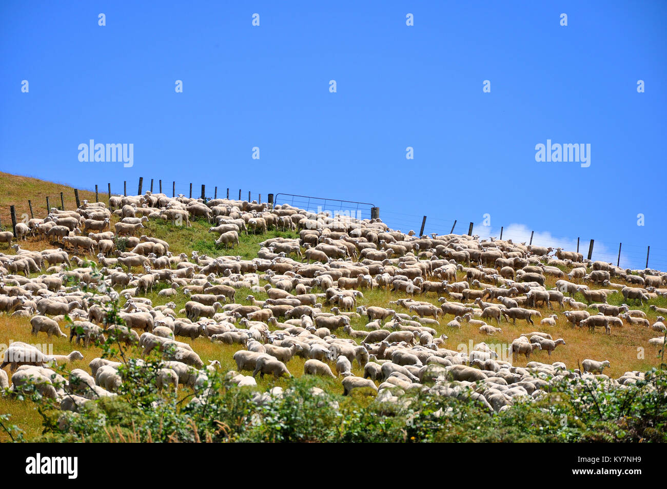 Appena troncare in Nuova Zelanda le pecore e gli agnelli in un paddock su una collina. Linea di recinzione con il blu del cielo. Ovis aries Foto Stock