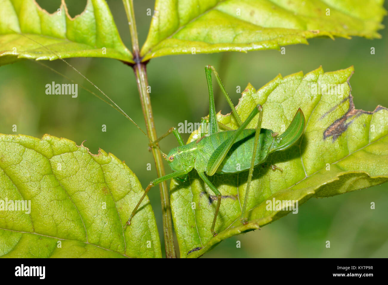 Chiazzato Bush-cricket - Leptophyes punctatissima femmina sulle foglie Foto Stock