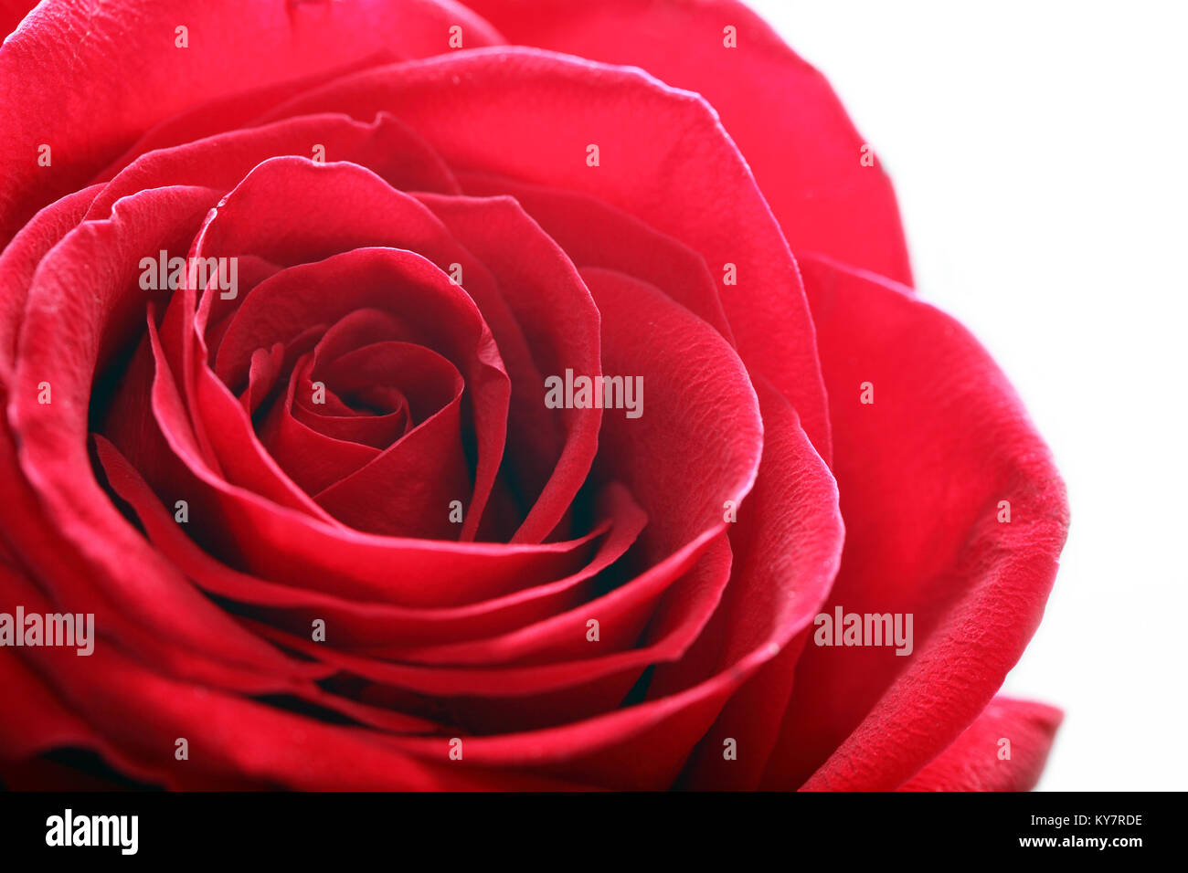 Extreme closeup di Red Rose in testa su sfondo bianco Foto Stock