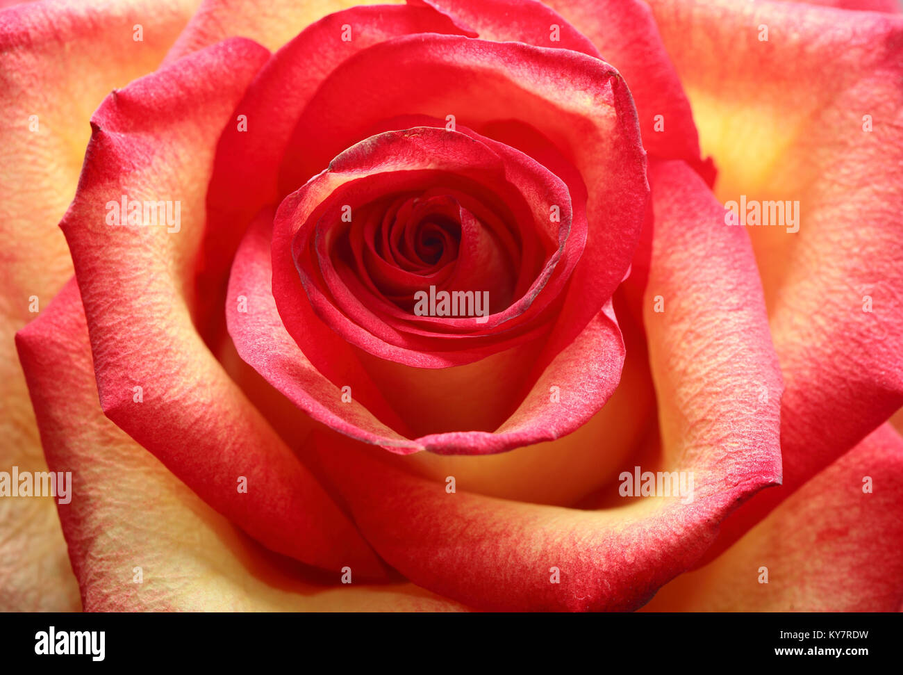 Sfondo costituito da estrema closeup di Nizza motley rose Foto Stock