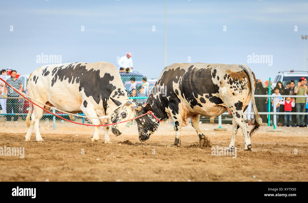 I tori sono il combattimento in una gara tradizionale in Fujairah, EMIRATI ARABI UNITI Foto Stock