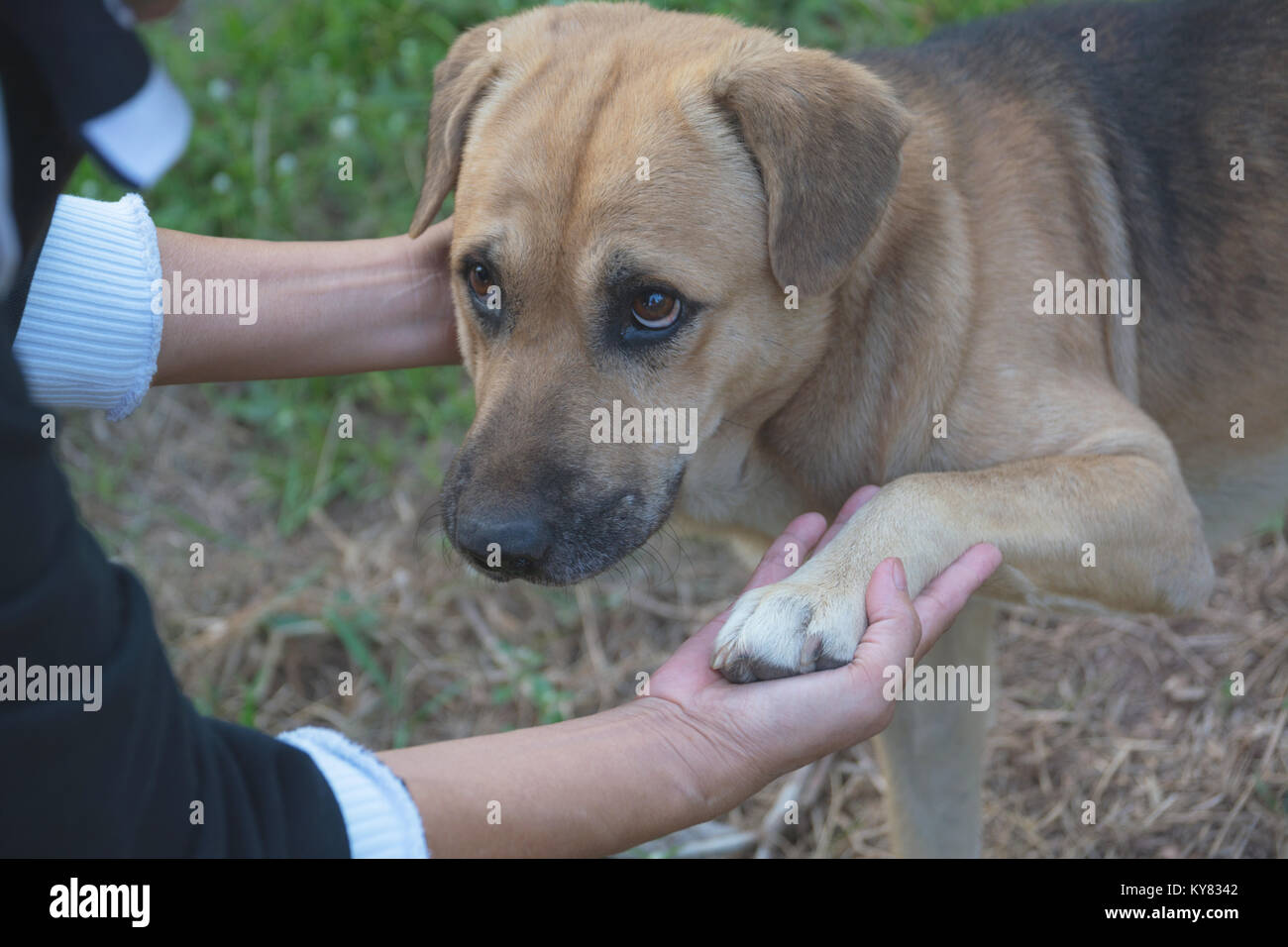 I cani di scuotimento con mano umana, amicizia tra umani e cani. Zampa del cane e la mano umana scuotimento. Foto Stock