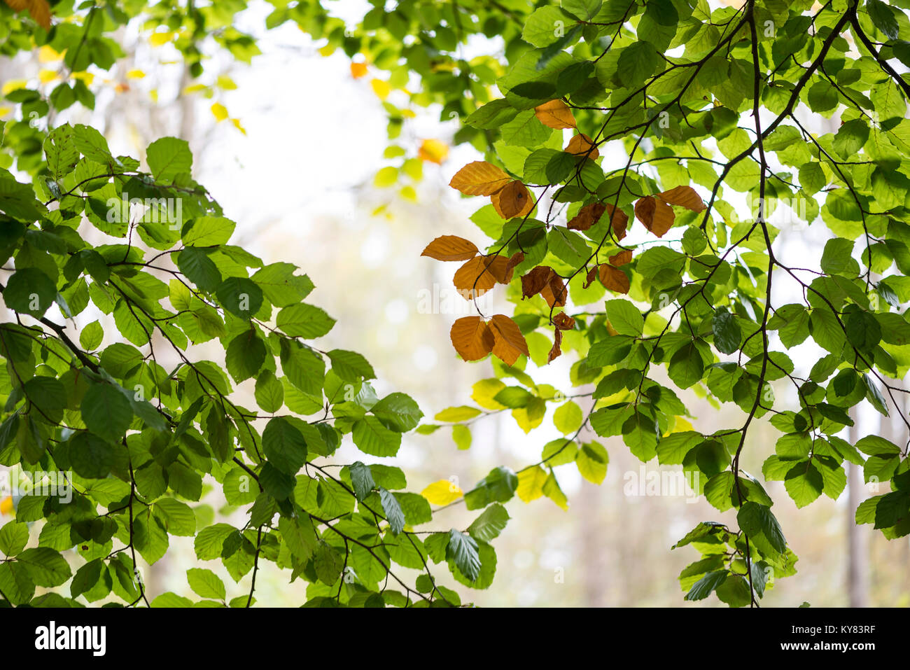 Faggio lascia cambiare colore in autunno Foto Stock
