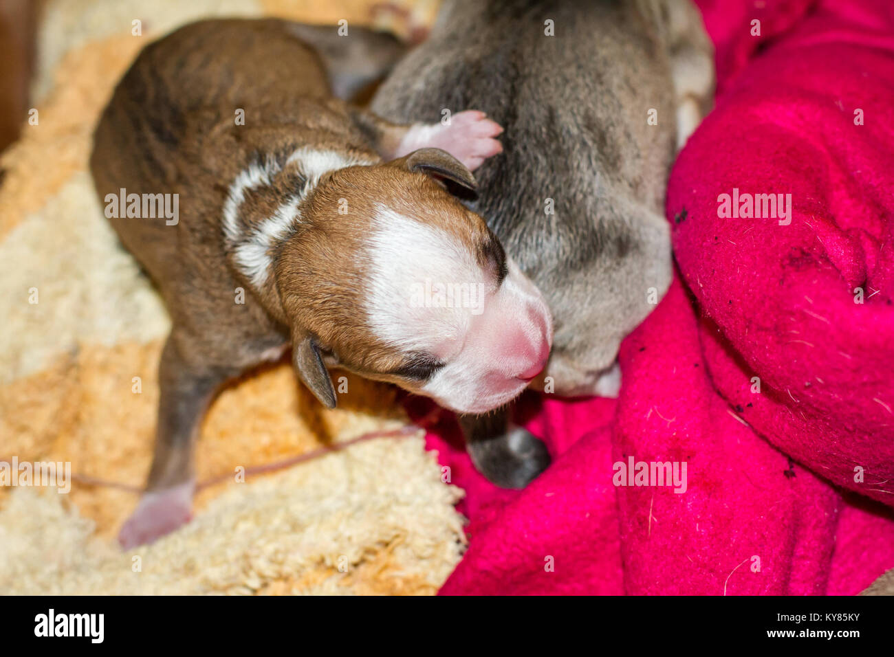 Un cane femmina di dare la nascita di cuccioli, neonato cuccioli Foto Stock