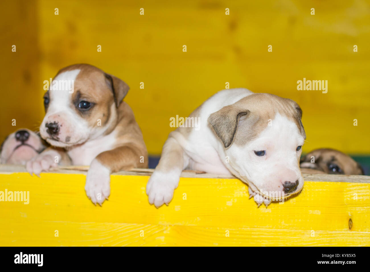 3 settimane vecchio cuccioli di cane Foto Stock