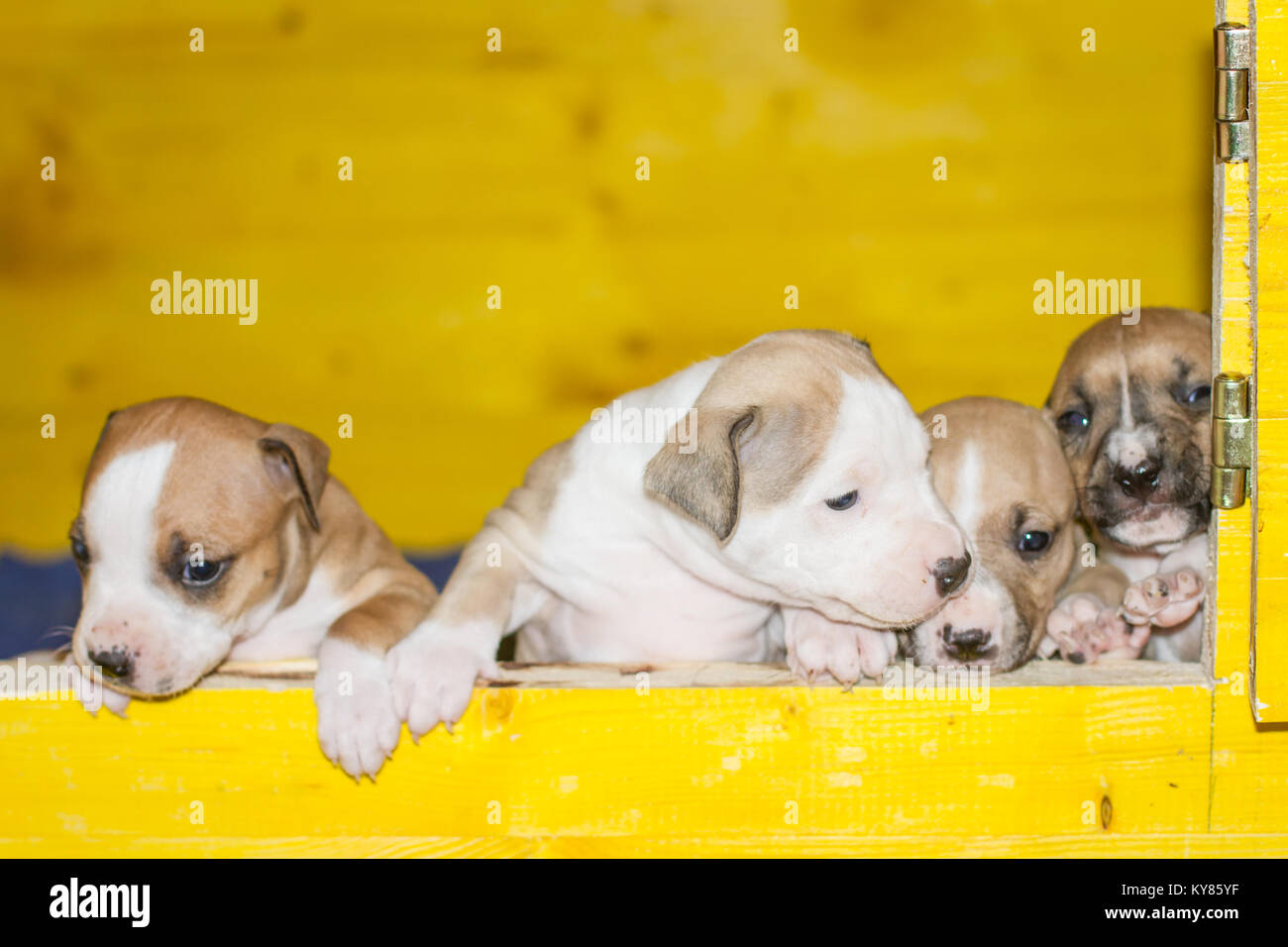 3 settimane vecchio cuccioli di cane Foto Stock