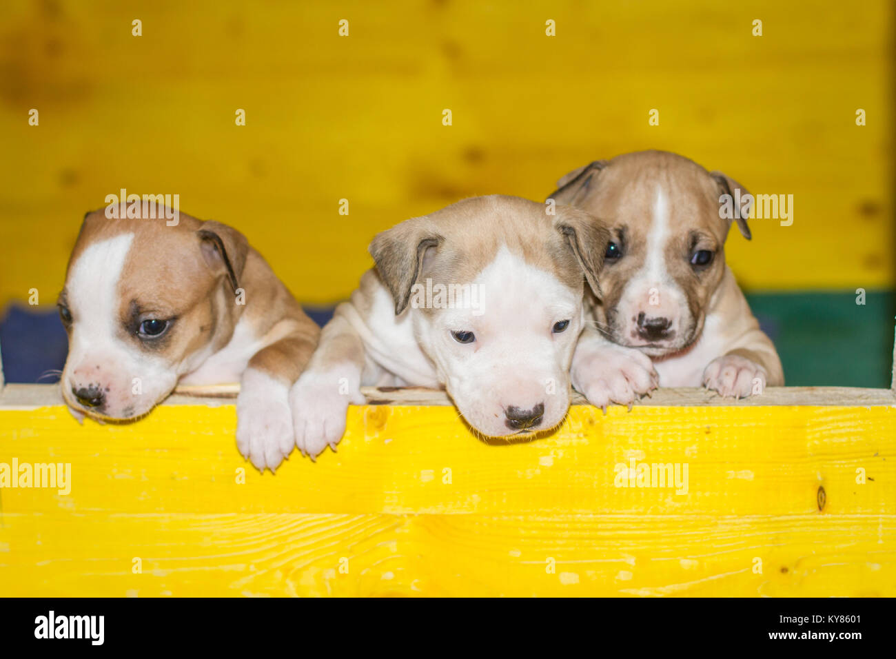3 settimane vecchio cuccioli di cane Foto Stock