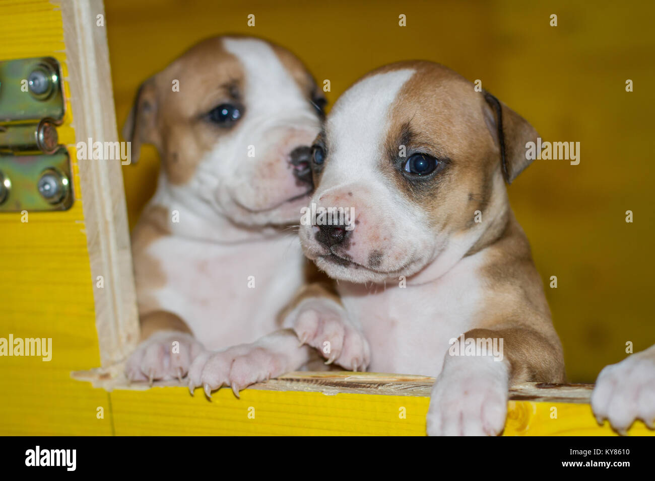 3 settimane vecchio cuccioli di cane Foto Stock