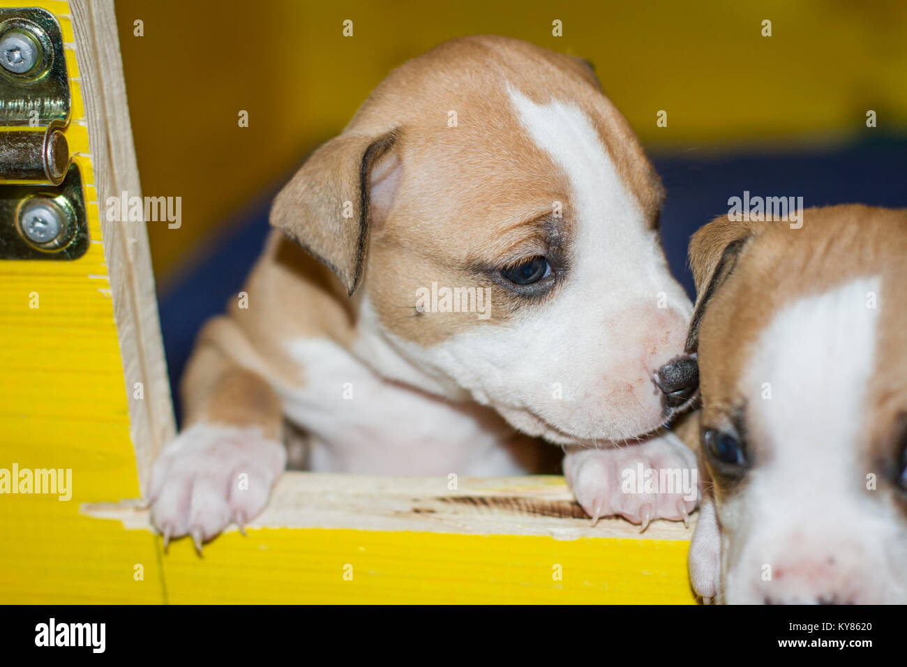 3 settimane vecchio cuccioli di cane Foto Stock
