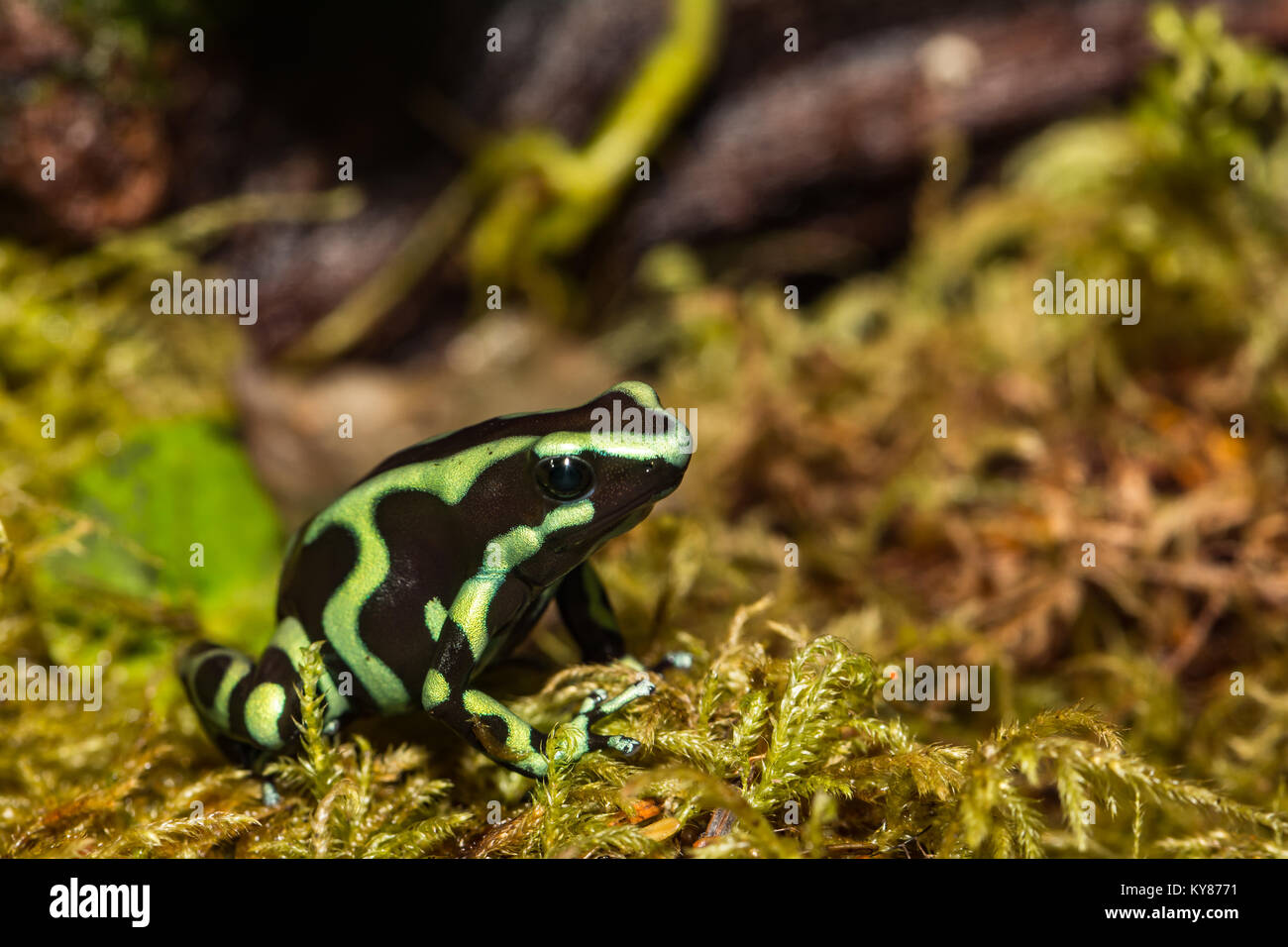 Verde e nero Poison Dart Frog Foto Stock