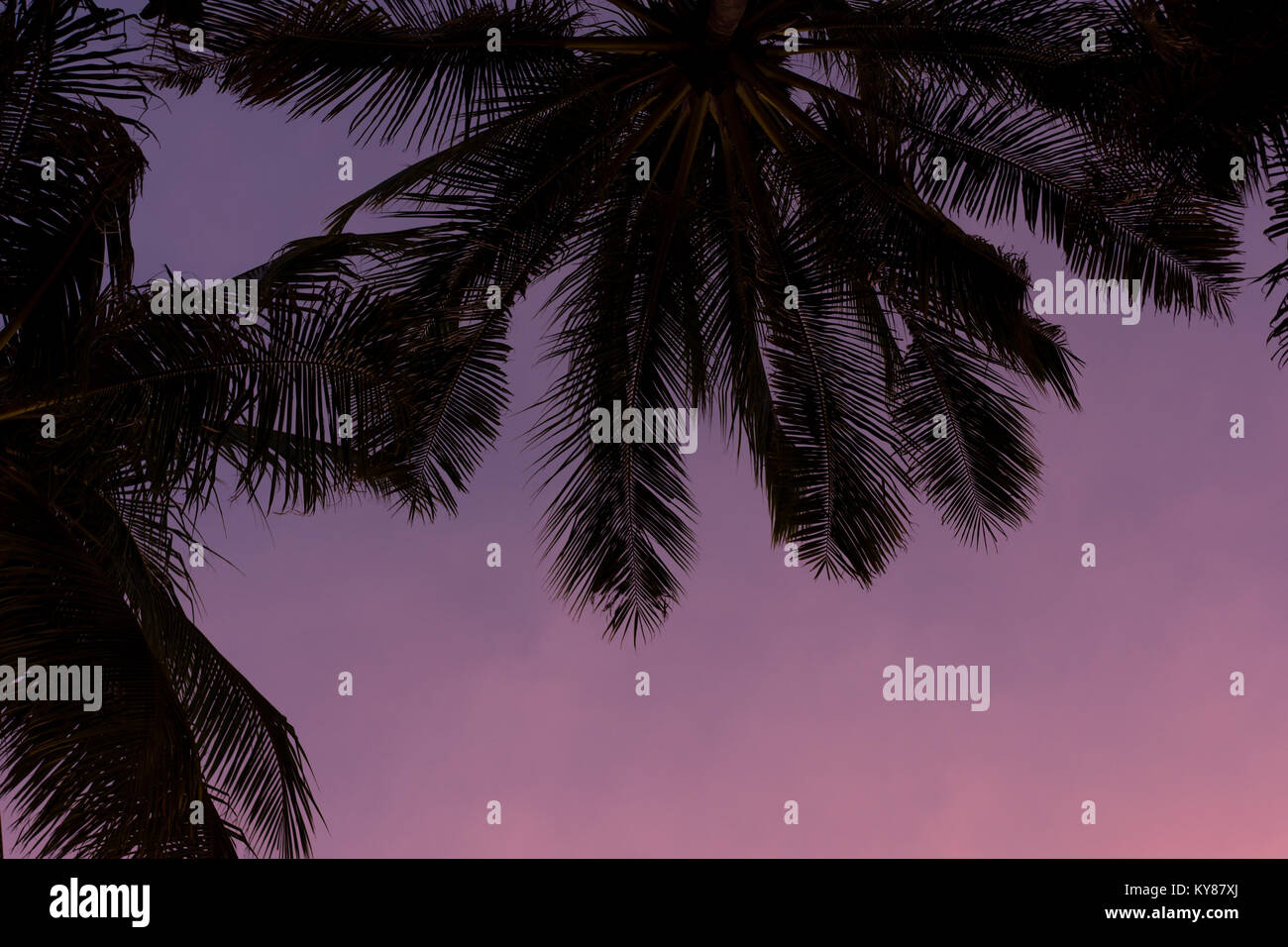 Semplice vista di un stagliano palme ad una rosa e viola tramonto a una posizione tropicale. Foto Stock