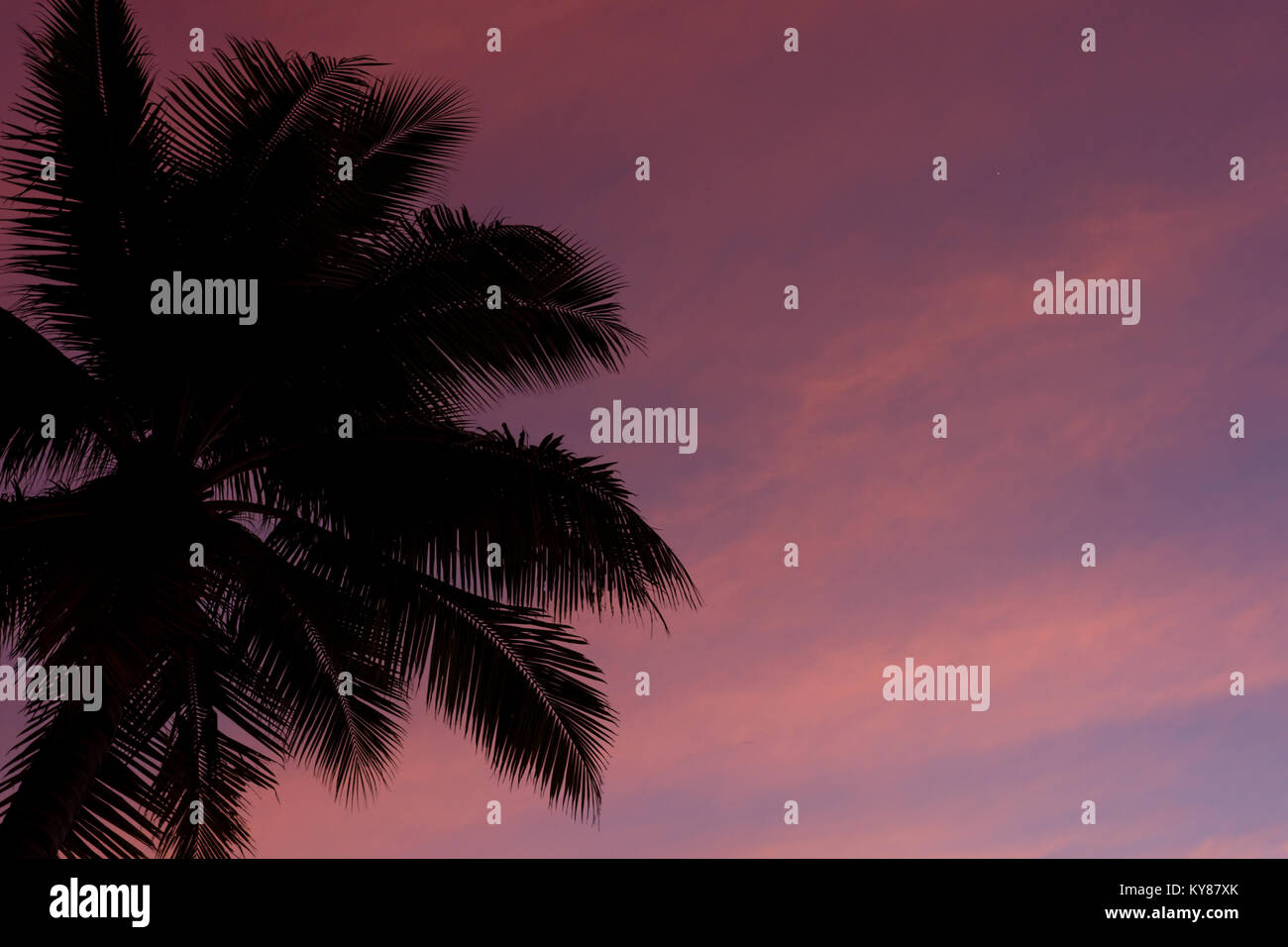 Semplice vista di un stagliano palme ad una rosa e viola tramonto a una posizione tropicale. Foto Stock