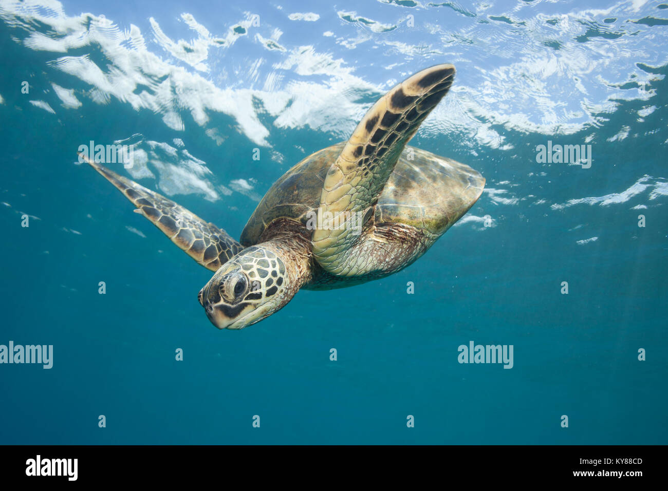 Tartaruga Verde vola giù attraverso l'Oceano vetroso Foto Stock