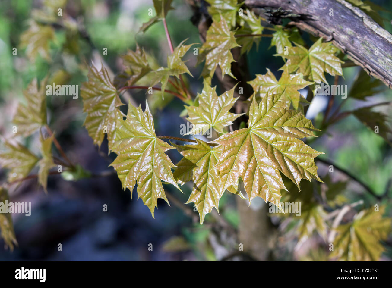 Molto giovani e fresche foglie di acero (Acer platanoides) nella foresta di primavera. Le foglie sono evidenziati dalla sun. Sfondo naturale. Messa a fuoco selettiva. Foto Stock