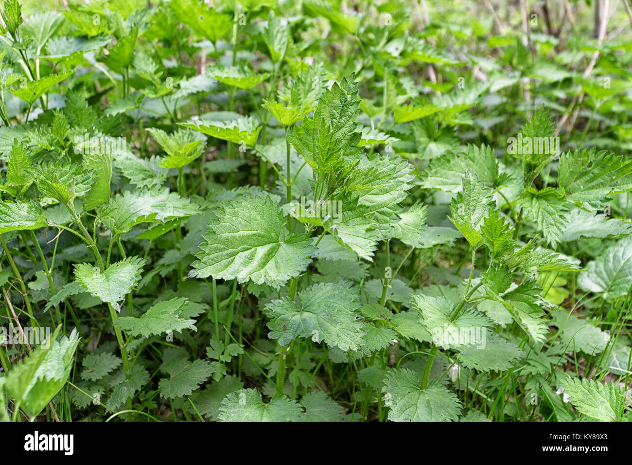 Foglie verdi della sensazione puntoria ortica (Urtica dioica) in natura. Letto di ortiche. Foto Stock