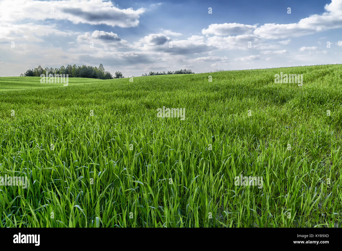 Erba verde campo nel terreno collinoso e luminoso cielo blu con nuvole. Il gruppo alberi od all'orizzonte. La molla sfondo naturale. Foto Stock
