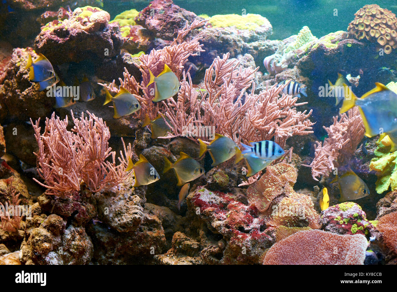 Pesci e altra fauna della barriera corallina in acquario Foto Stock