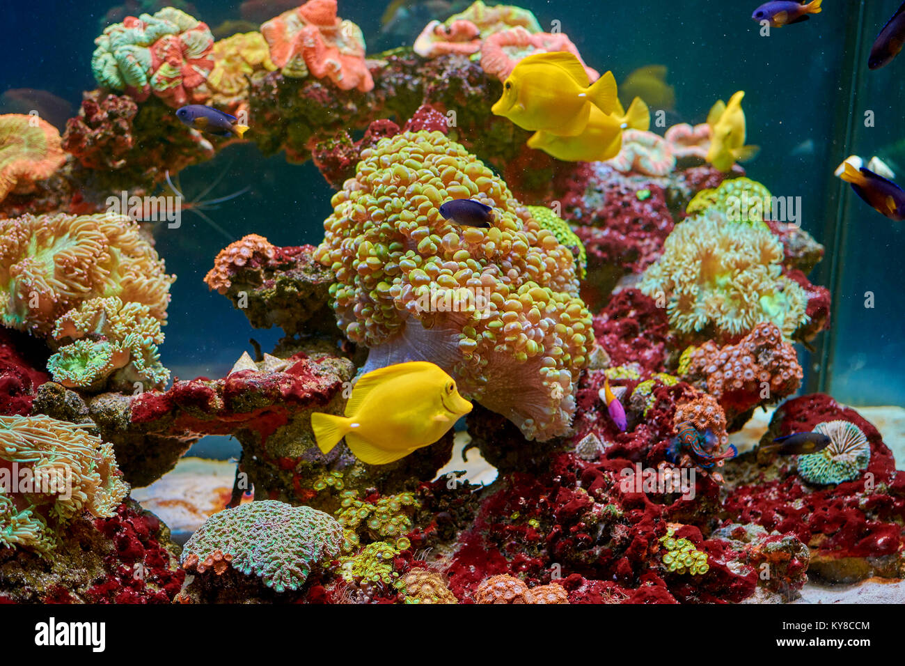 Pesci e altra fauna della barriera corallina in acquario Foto Stock