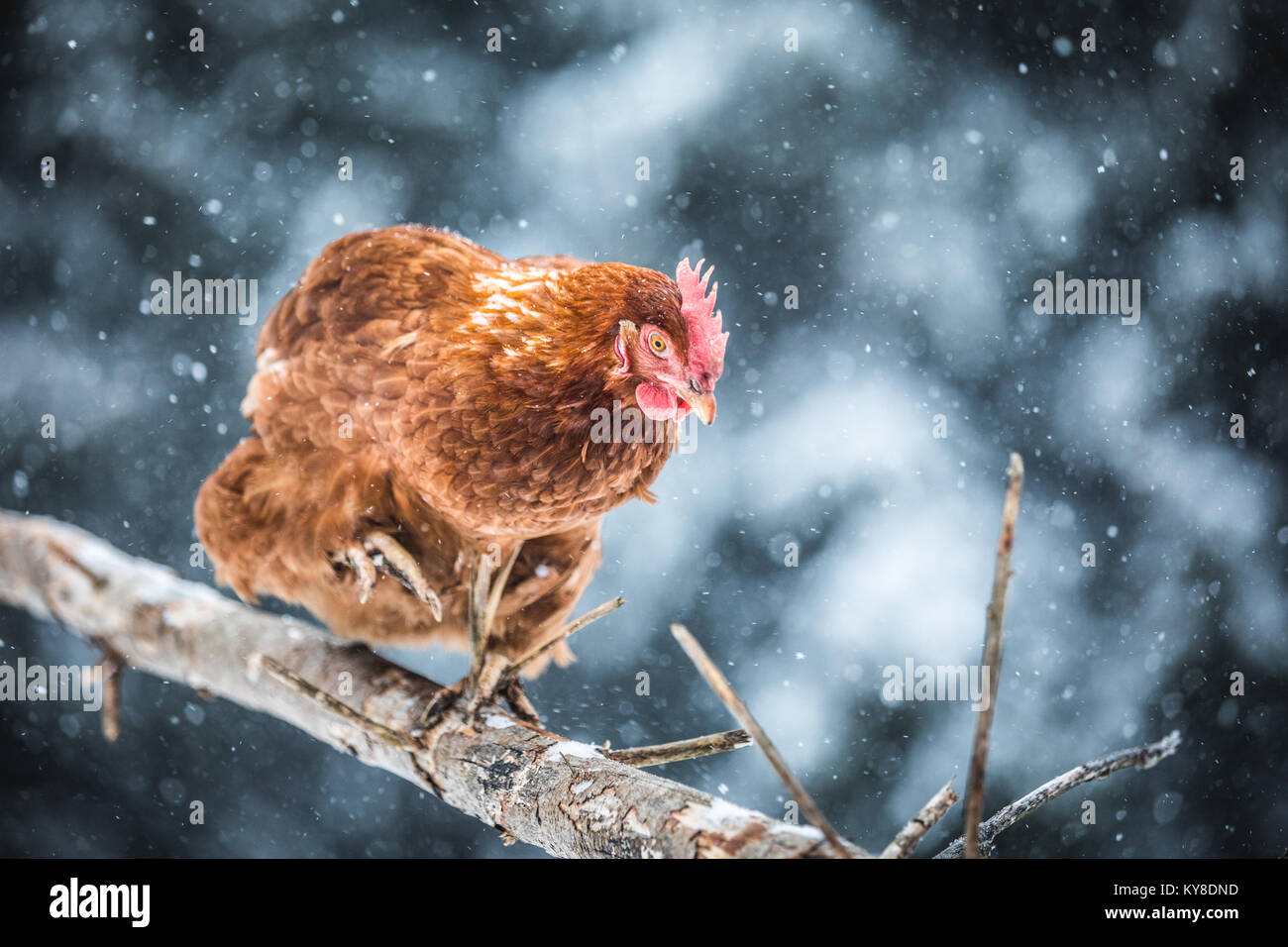 Free Range interno uova rustico pollo su un ramo di legno al di fuori durante la tempesta di neve. Foto Stock