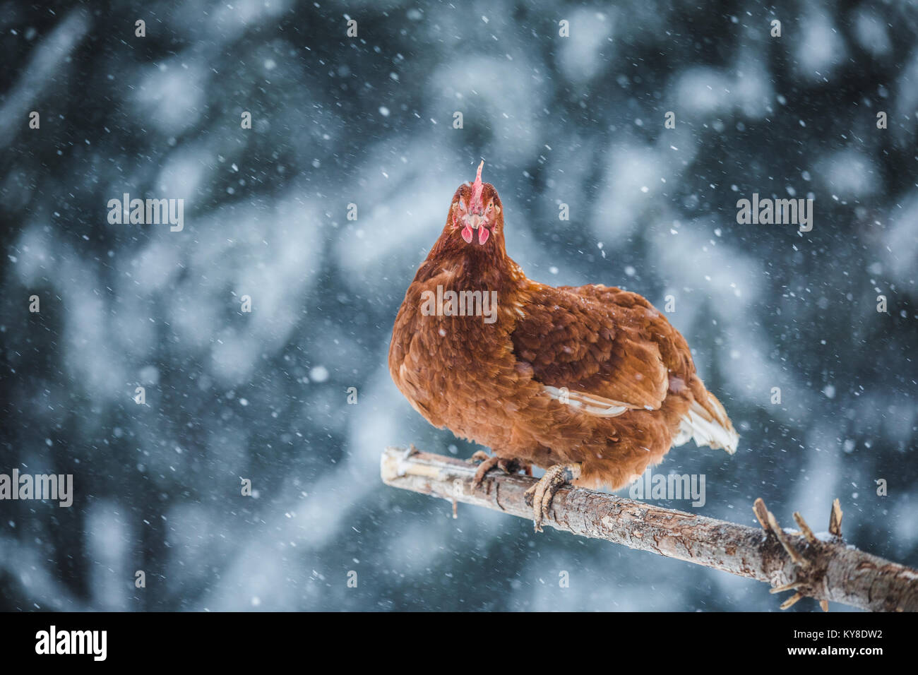 Free Range interno uova rustico pollo su un ramo di legno al di fuori durante la tempesta di neve. Foto Stock