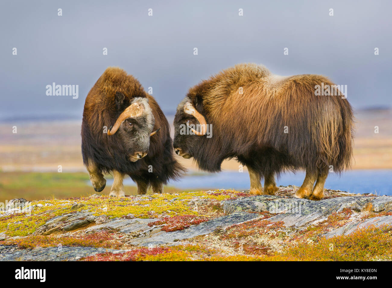 Musk Ox (Ovibos moschatus)sparring, regione Nunavik, N. Quebec. Canada, settembre, da Dominique Braud/Dembinsky Foto Assoc Foto Stock