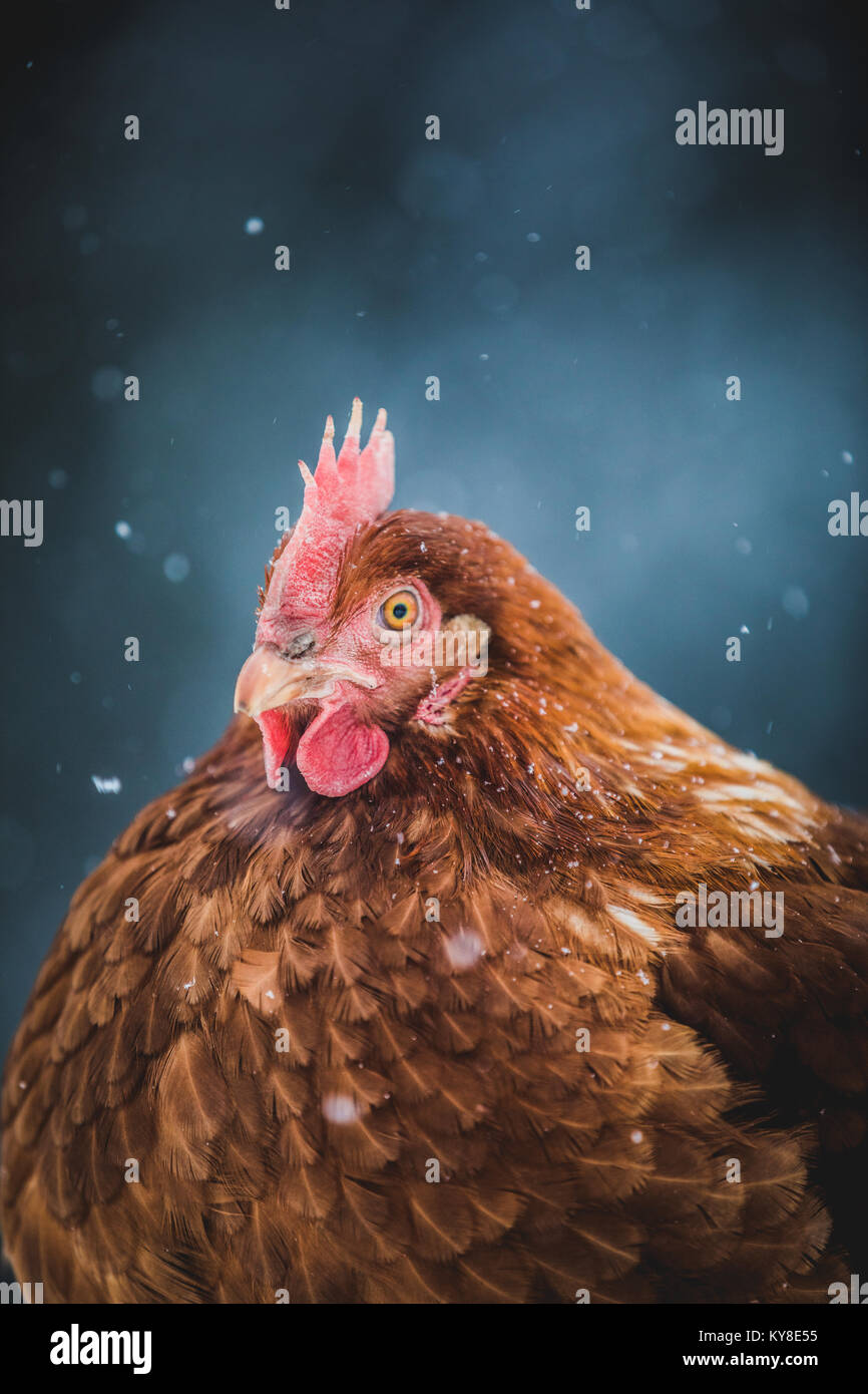 Free Range interno uova rustico Ritratto di pollo, gallina al di fuori durante la tempesta di neve. Foto Stock