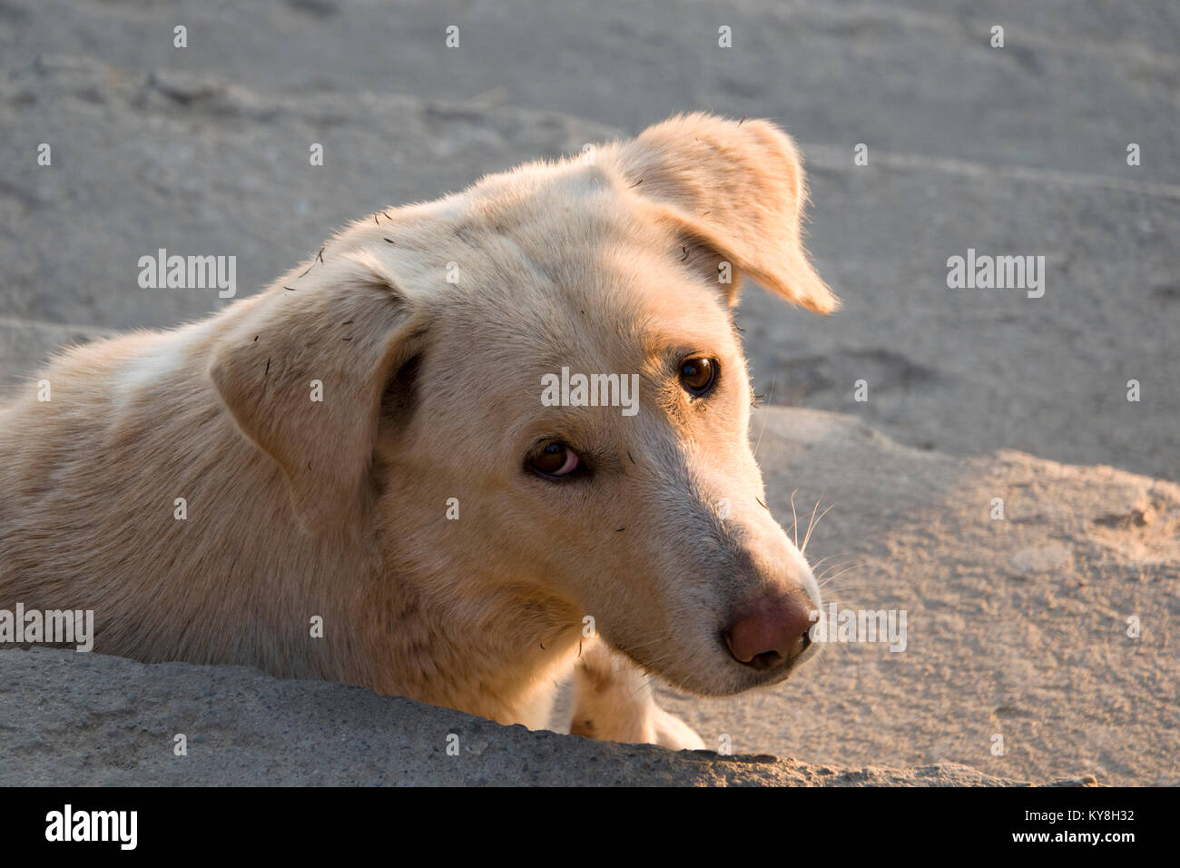 Un sano cercando street dog relax sulle fasi di Pokhara, Nepal Foto Stock