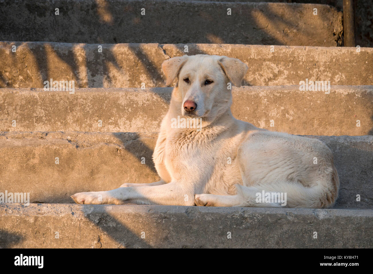 Un sano cercando street dog relax sulle fasi di Pokhara, Nepal Foto Stock