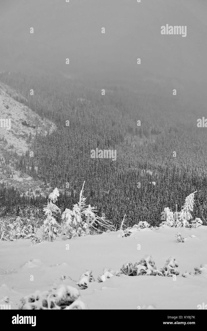 La foresta di abete rosso con neve fotografato dal versante della montagna Foto Stock