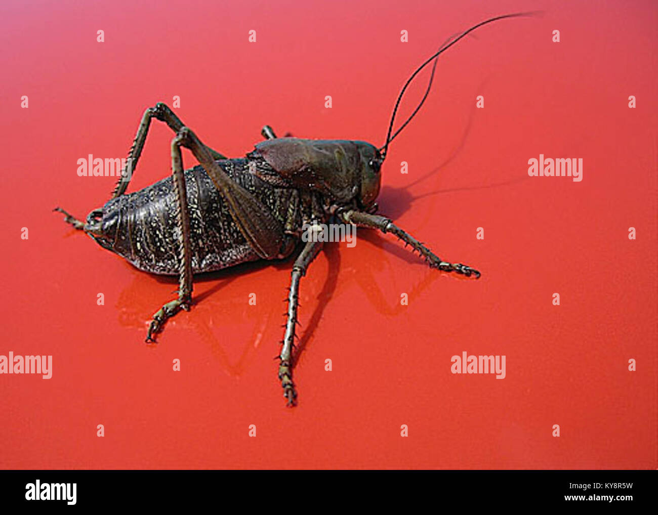 Questa fotografia mostra un cricket mormone su sfondo rosso, che illustra l'anatomia degli insetti e la colorazione per lo studio entomologico. Foto Stock
