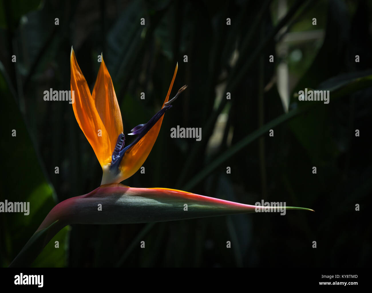 Strelitzia Reginae uccello del paradiso fiore contro un ombra scura sullo sfondo Foto Stock