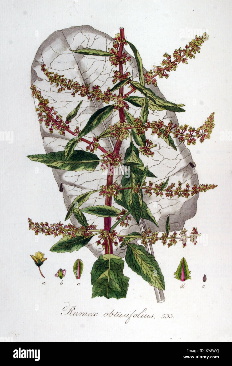 Un'illustrazione botanica di Rumex obtusifolius (bacino a foglia larga) dal volume 7 di Flora Batava, che mostra le foglie, i fusti e l'infiorescenza della pianta con precisione scientifica tipica degli studi botanici olandesi del XIX secolo. Foto Stock