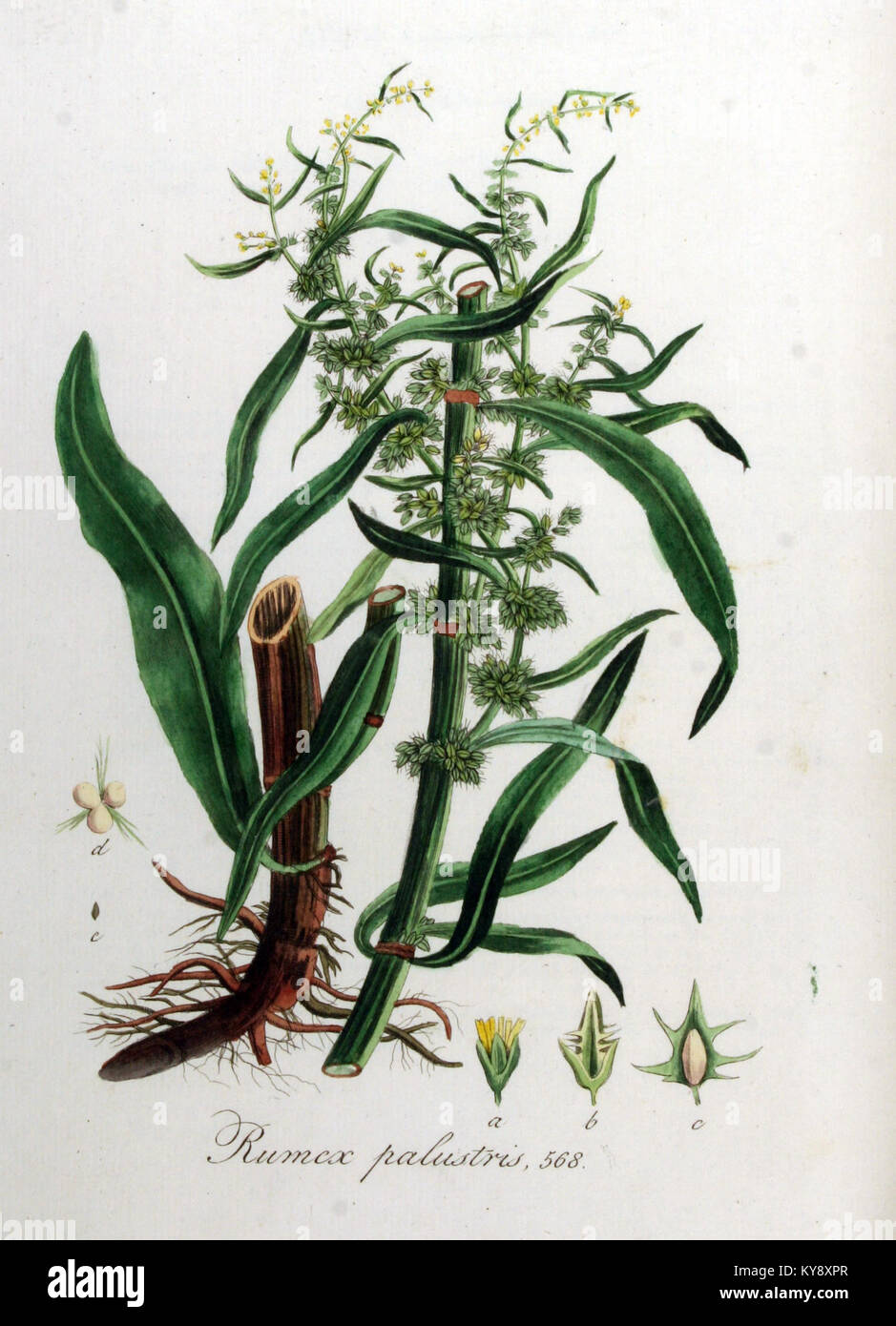 Il Rumex palustris, o bacino di palude, è una pianta paludosa mostrata con foglie, steli e ammassi di fiori, che ne illustrano le caratteristiche botaniche e l'habitat acquatico. Foto Stock