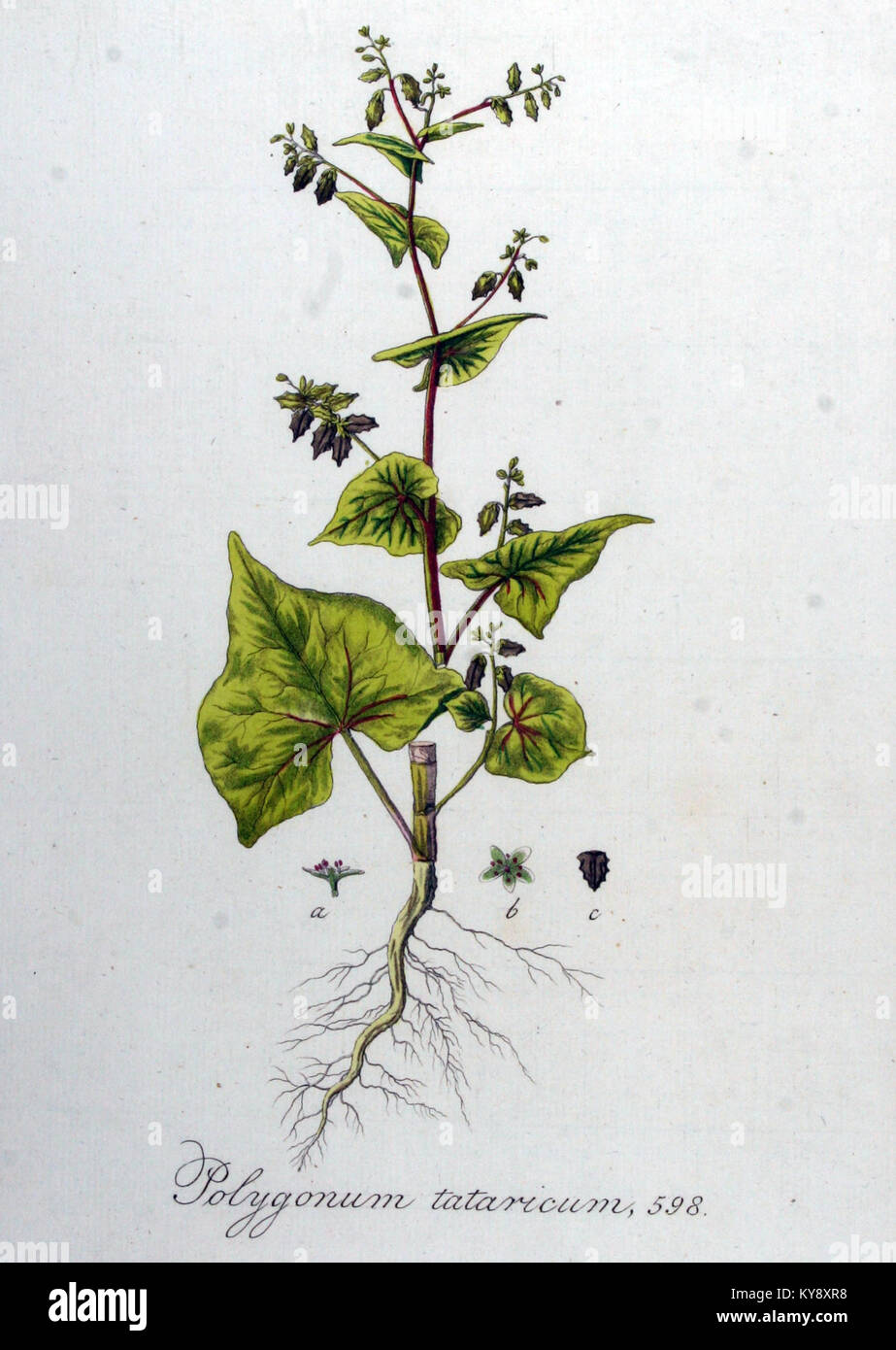 Illustrazione botanica del Polygonum tataricum di Flora Batava volume 8, che mostra caratteristiche morfologiche e forma naturale Foto Stock