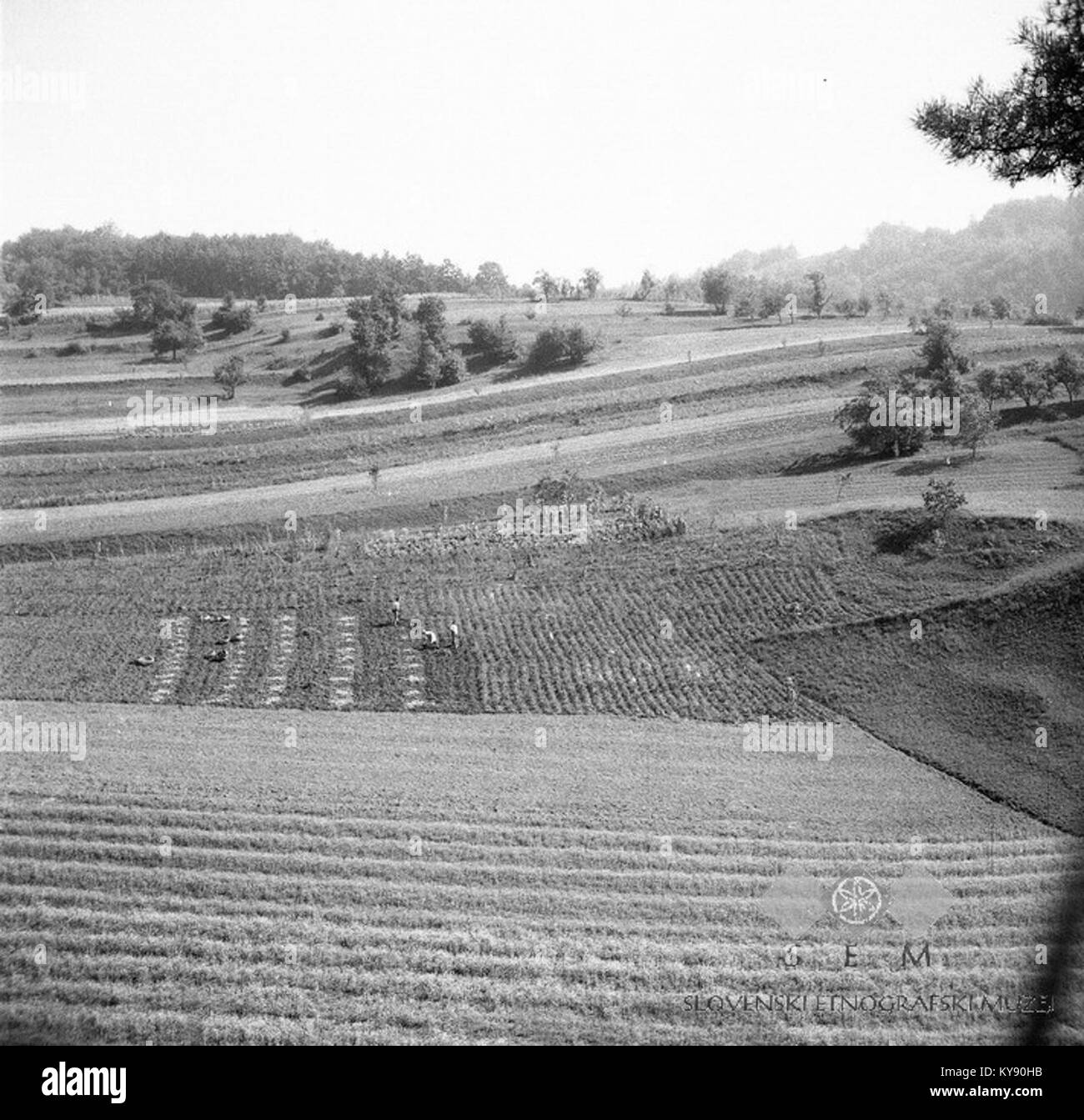 Questa fotografia, scattata nel 1949 a Troscine, mostra un campo durante la stagione della raccolta delle patate. L'immagine fornisce uno sguardo sulla vita agricola nella Slovenia rurale durante la metà del XX secolo. Foto Stock