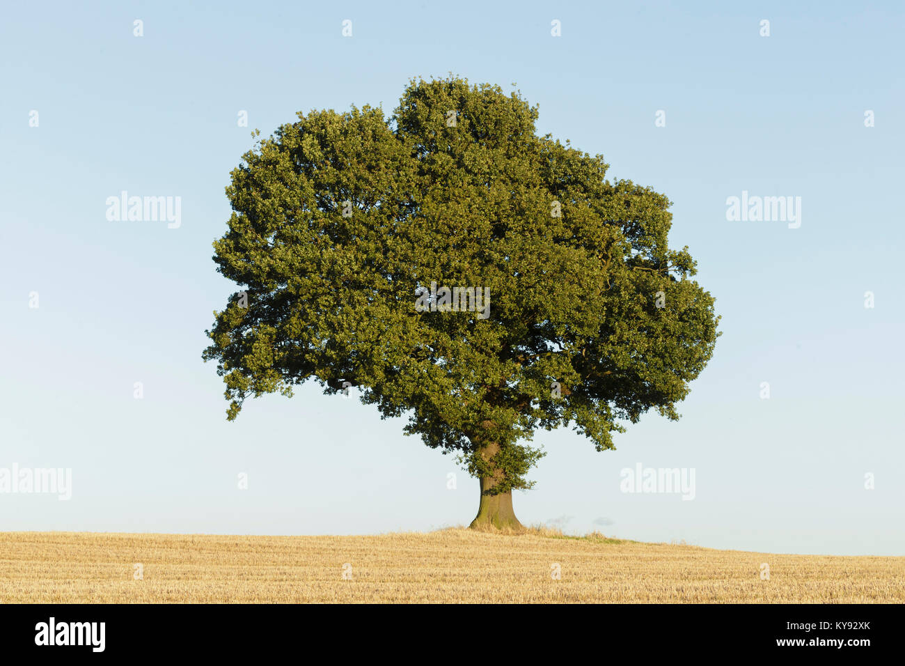 Farnia (Quercus robur) tree, stando in piedi in un campo di orzo mature, West Yorkshire, Inghilterra, Agosto Foto Stock