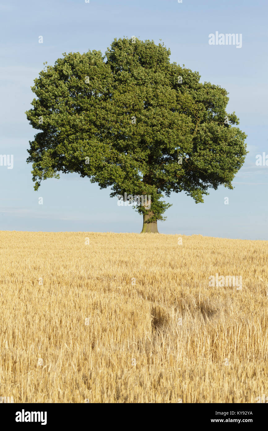 Farnia (Quercus robur) tree, stando in piedi in un campo di orzo mature, West Yorkshire, Inghilterra, Luglio Foto Stock