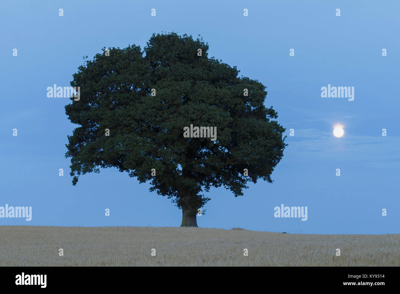 Farnia (Quercus robur) tree, profilarsi all'imbrunire, con luna crescente, West Yorkshire, Inghilterra, Luglio Foto Stock