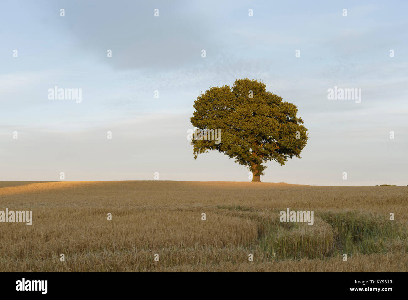 Farnia (Quercus robur) tree, stando in piedi in un campo di orzo mature, West Yorkshire, Inghilterra, Luglio Foto Stock